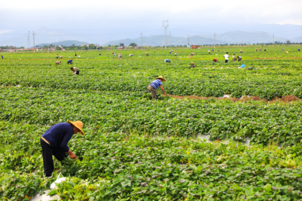 云资管 “薯”光耀南粤！广东甘薯有种有力量